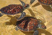 Tortugas en Gran Cayman
