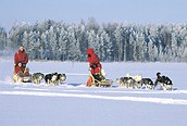 Trineo de Perros, Saariselk�
