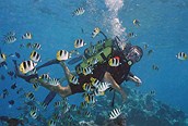 Un día de buceo