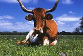Vaca, Texas