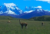 Vicuña en Torres del Paine
