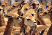 Vicuñas