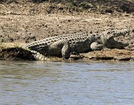 A orillas del río Zambeze encontramos cocodrilos de gran envergadura