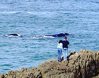 Avistamiento de Ballenas en Hermanus