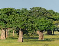 Baobabs en Tarangire