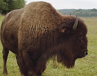 Bisonte