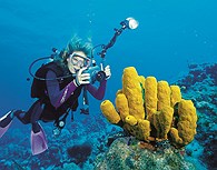 Buceo en el Mar Rojo 