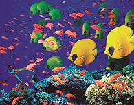 Buceo en el Mar Rojo
