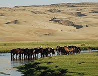 Caballos pastando