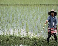 Campos de arroz Campos de arroz