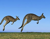 Canguros australianos