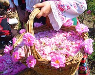 Cesta rosas, Festival de la Rosa