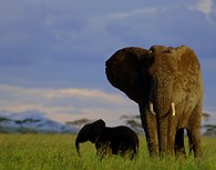 Elefantes en Serengeti