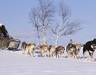 Excursion con huskies