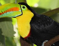 Fauna venezolana