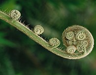 Flora y Fauna 