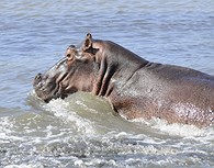 El hipopótamo abunda en las aguas del río Zambeze