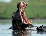 Hipopótamos en Okavango