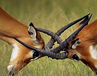 Impalas Impalas