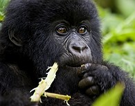 Joven gorila comiendo