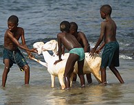 Lavando las cabras