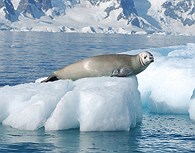 Leon marino en un pequeño iceberg