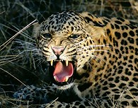 Leopardo agresivo