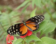 Mariposa