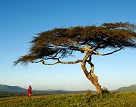 Masai junto al arbol Masai junto al arbol