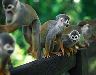 Monos del Amazonas