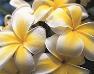 Orquídeas Hawaii