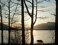 Oso paseando al atardecer, Alaska