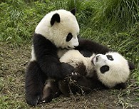 Osos Panda