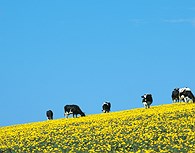 Paisaje danés 
