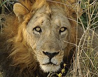 El Parque Nacional South Luangwa es un verdadero paraíso para avistar depredadores