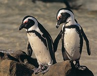 Pingüinos cerca de Ciudad del Cabo 