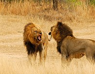 Rivalidad entre leones