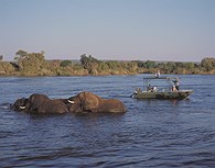 Safari en el río Zambeze 