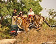 Tigre en la jungla