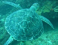 Tortuga en Mozambique