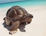 Tortuga Esmeralda en Bird Island
