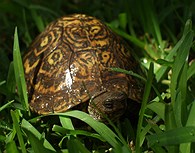 Tortuga