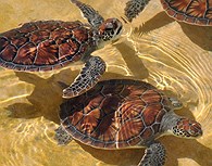 Tortugas en Gran Cayman