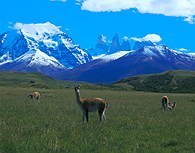 Vicuña en Torres del Paine