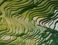 Vista aérea de campos de arroz