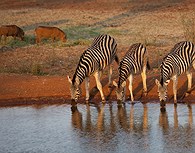 Zebras en el Masai Mara