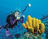 Buceo en el Mar Rojo 