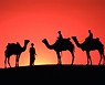 Camellos al atardecer