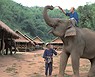 Campamento de Elefantes, Chiang Mai