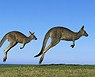 Canguros australianos